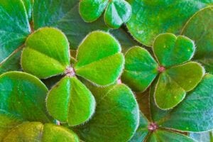 Green Beer and English: The Actors and Poets of St. Patrick / Pixabay