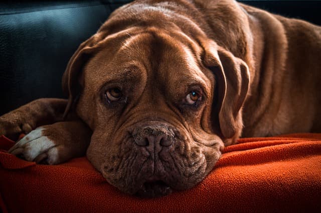 A Senior Dog Health Management - Rich Diet, Exercise, Vet Checkups