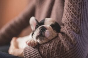Dog Bed