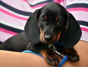 20 Dog Camping Tips