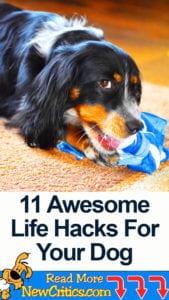 11 Life Hacks For Dogs
