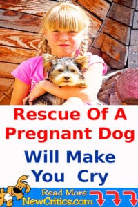 Dog Rescue Of A Pregnant Dog Will Make You ???? Cry