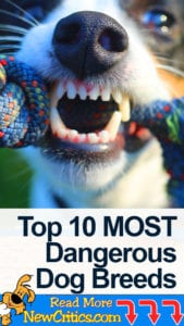 most dangerous dogs
