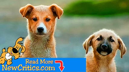 How to Train Any Dog the Basics