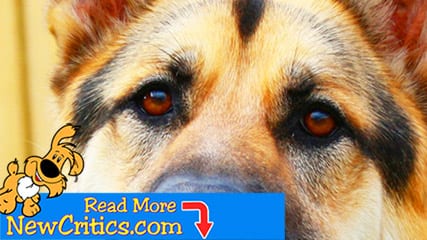 The Best Homemade Dog Treats