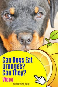 Dog Can Eat Oranges