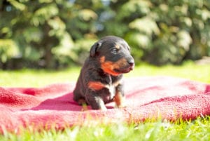 Puppy First Time Home