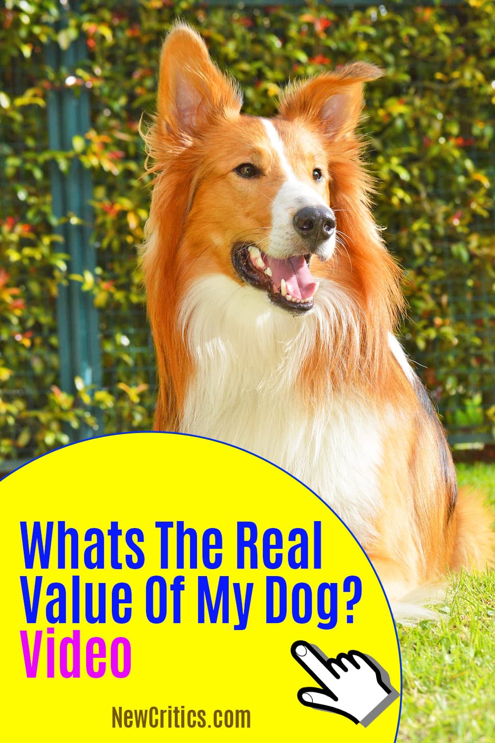 Whats the real value of my dog