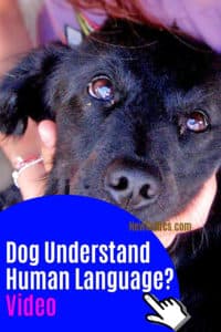 Dog Understand Human Language