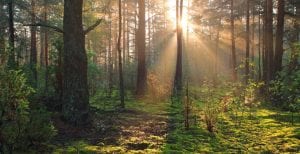 Remind yourself of nature / Canva