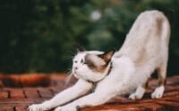 Kitten yoga at Sydney cat cafe / Pixabay