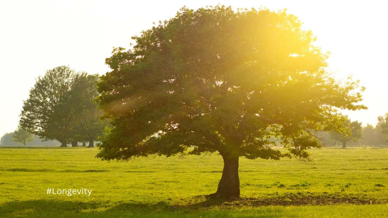 Longevity / Canva