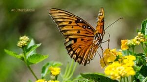 Yoga Butterfly Pose / Canva
