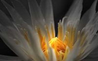 Awakening Your True Potential / Canva