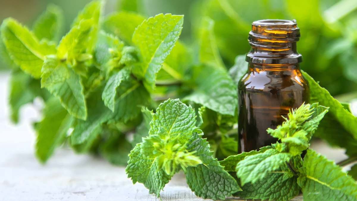 Peppermint / Canva