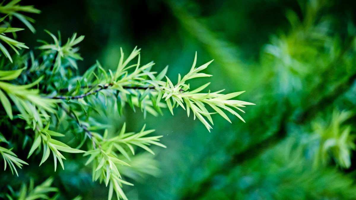 Teatree/ Canva