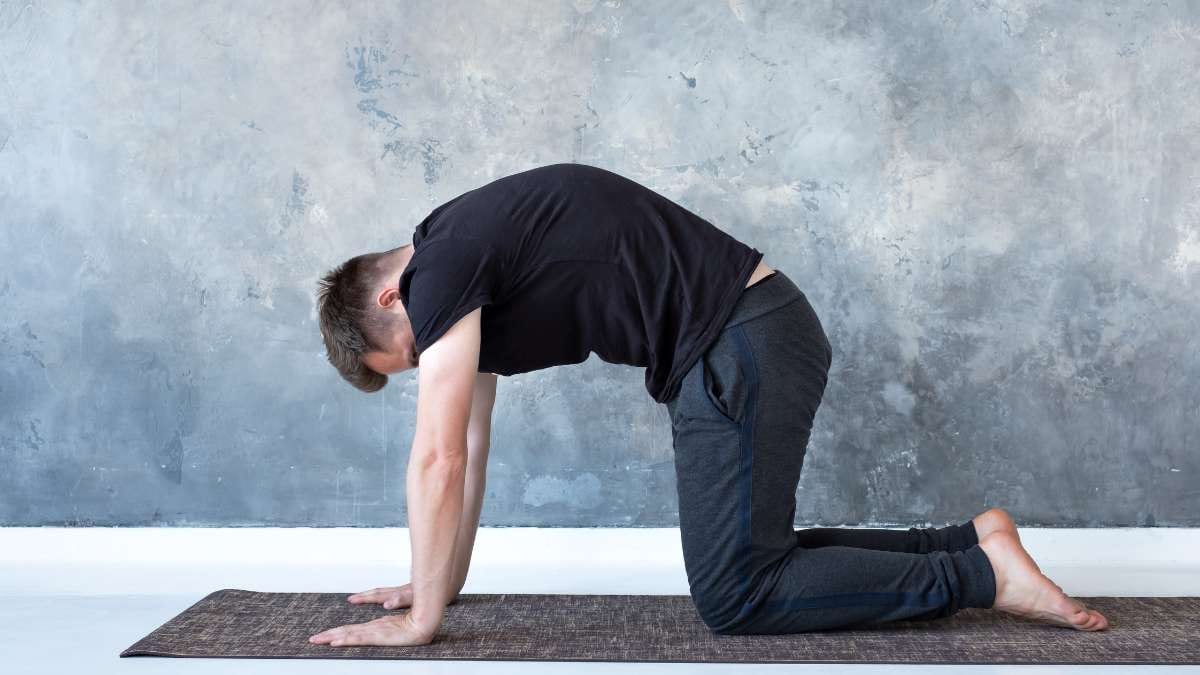 Yoga Cat Cow / Canva
