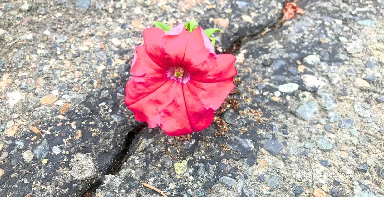 Cómo aumentar resiliencia / C
