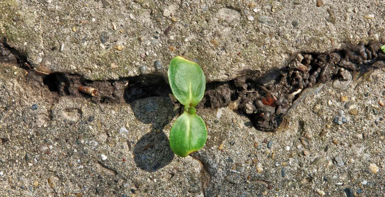How Building Resilience / C