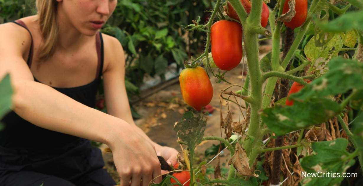 Regenerative Agriculture: Healing the Land / C