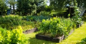 Self-Sufficiency: Growing Your Own Food / C