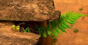 Strategies to Boost Resilience / C