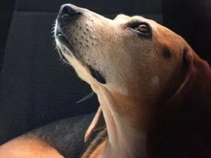 How To Train A Puppy - Perks of Learning