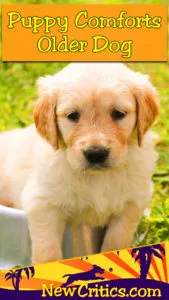 puppy-comforts-old-dog