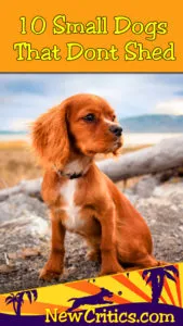 10-dogs-dont-shed