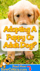 adult-dog-or-puppy