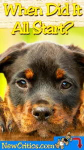 all-start-dogs