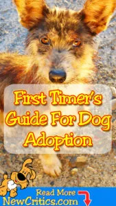 First-Timers' Guide In Choosing A Dog To Adopt ????
