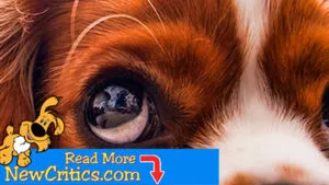 How To Choose A New ???? Puppy?