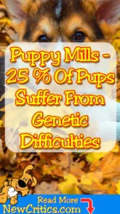 puppy-mill