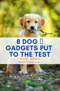 8 Dog Gadgets put to the Test