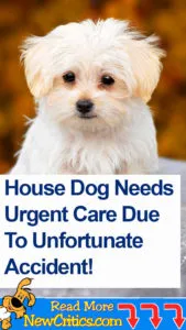 House Dog ???? Needs Urgent Care Due To Unfortunate Accident!