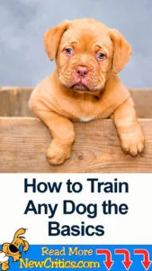 How to Train Any Dog the Basics