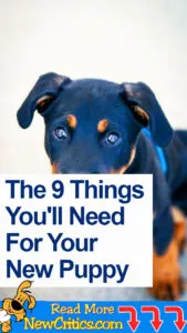 The 9 Things You'll Need For Your New Puppy
