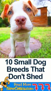 Top 10 Small Dog Breeds That Don't Shed