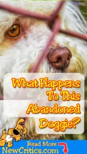 For some reasons, which pet lovers will never understand, the number of abandoned pets in Nenagh India is alarmingly increasing.