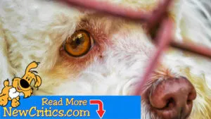 LOOK At These Poor Dogs: ???? Abandoned In The Streets, Noone Seems To CARE!