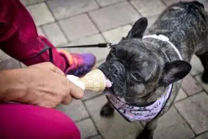 DIY Dog Treats Patriotic Pupsicle / Pixabay