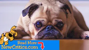 First-Timers' Guide In Choosing A Dog To Adopt ????