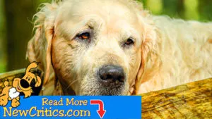 House Dog ???? Needs Urgent Care Due To Unfortunate Accident!