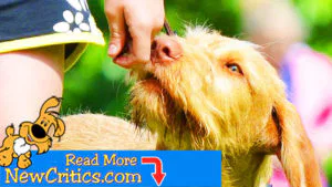 11 Awesome Life Hacks For Your Dog
