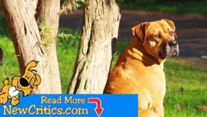 Top 10 Small Dog Breeds That Don't Shed