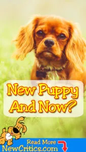 new-puppy