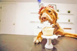 Dog Birthday Cake