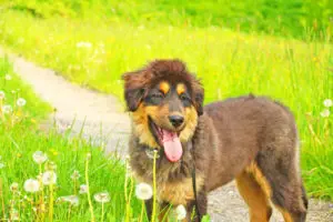 New Puppy Home