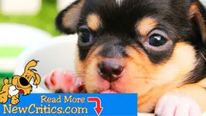 Frozen Bone Broth Dog Treats